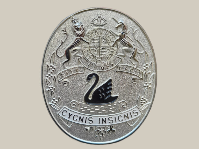 Cygnis insignis